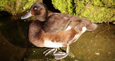 Wildlife centre welcomes arrival of rare ducklings